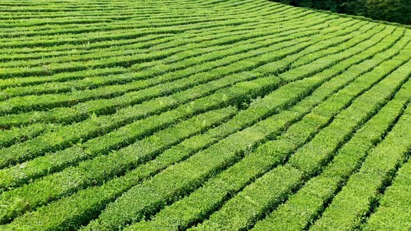 Tea Bushes Grow on the Mountainside. Organic Product. Cultivation and Harvest of Tea alt