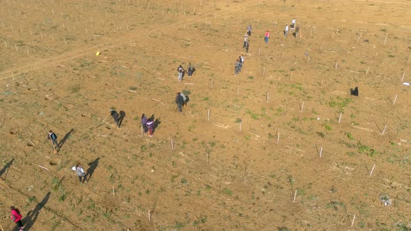 People Adapting a Plot to Harvest Plums in The Summer alt