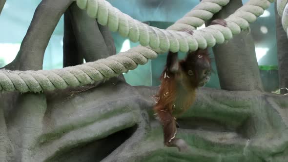the Baby Orangutan Climb Different Vertical Obstacles