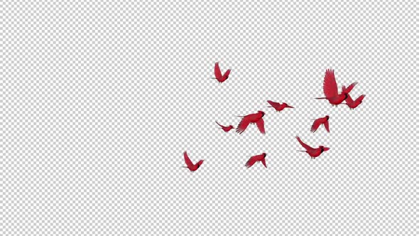 American Cardinals - Flock of 10 Red Birds - Flying Transition - Side Angle - Alpha Channel