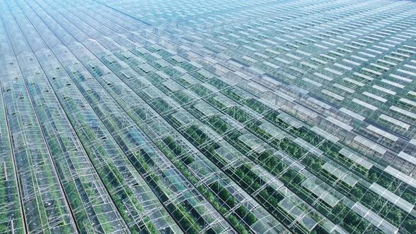 General View of Industrial Greenhouses Abstaract Panorama Aerial Flight, Green Sprouts, Sky