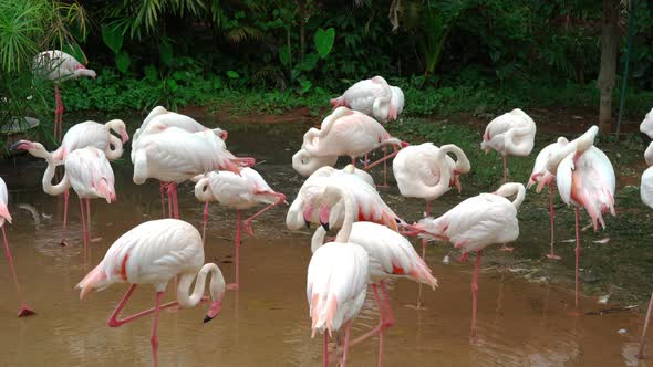flamingo or flamingoes are resting in pond