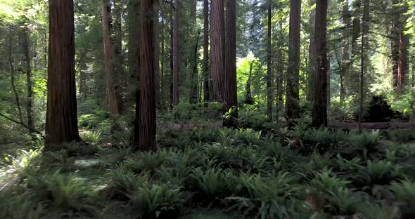 Flying into Redwood Forest