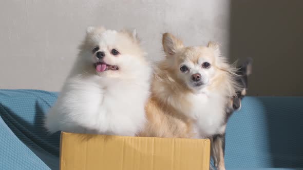three dogs lap dog chihuahua and pomeranian dog sit relax in card board box
