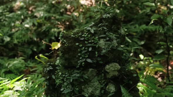 Plants of rainforest jungle forests and moss attached to rocks. alt
