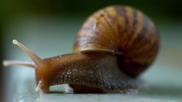 Garden Snail Crawling, Macro