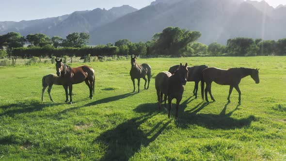 Cute Baby Animal Sucking Mothers Breast at Greed Grassland Meadow Rancho USA alt