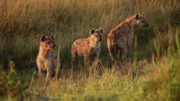 Group of Spotted Hyenas