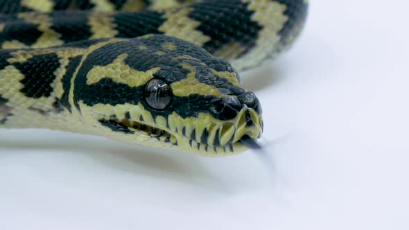 Close-up of a ball python snake sticking its tongue out on a studio white background alt