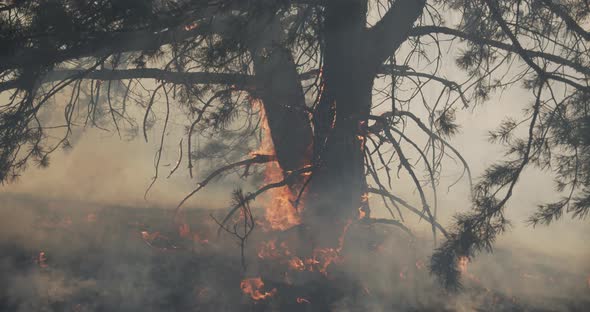 Fire Destroys The Roots Of The Forest alt