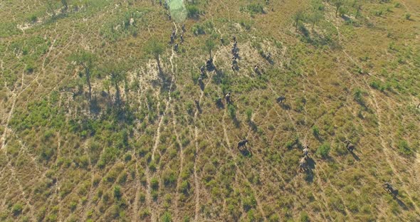 Aerial drone view of a herd of elephants wild animals in a safari in Africa plains alt