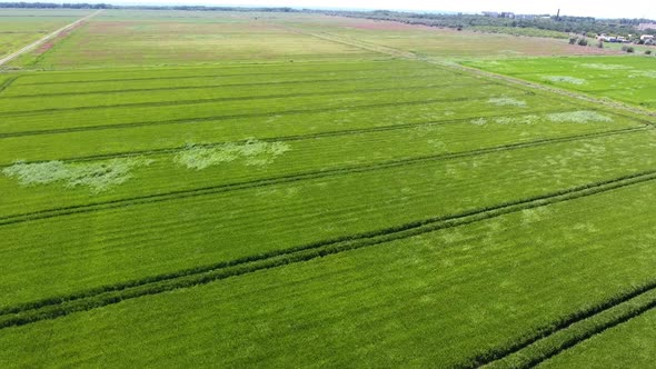 Aerial Shot of a Huge Farming Land with Many Ditches on a Sunny Day in Summer  alt