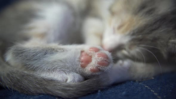 Small Cat's Foot with Pink Pads