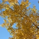 Autumn Tree - VideoHive Item for Sale