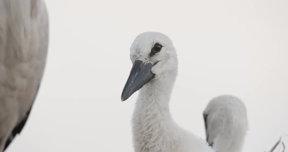 Stork Chick in the Nest