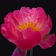 Time-lapse of opening coral peony flower - VideoHive Item for Sale