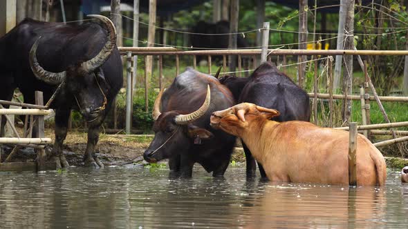 water buffalo and albino buffalo resting in pond