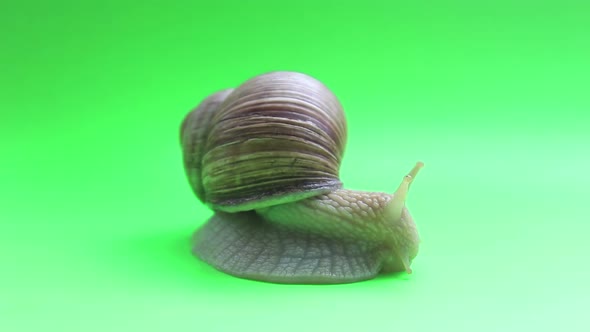 Close-up of a Snail on a Green Screen. A Snail Moves on a Green Screen.