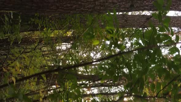 Vertical Video Aerial View of Trees in the Forest on an Autumn Day in Ukraine Slow Motion alt