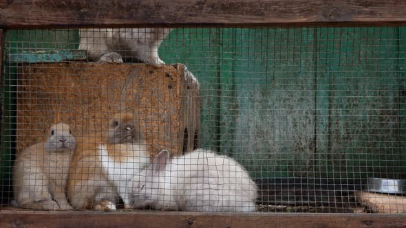 Shooting Fluffy Rabbits in a Cage Moving Their Noses