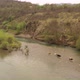 Herd Of Cows Crosses  River 1 - VideoHive Item for Sale