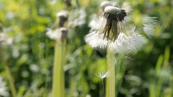 Plant  Taraxacum officinale  close-up  slow-mo 1080p FullHD footage - Common  dandelion flower seeds alt
