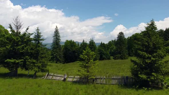Trees In Mountains, Aerial View alt