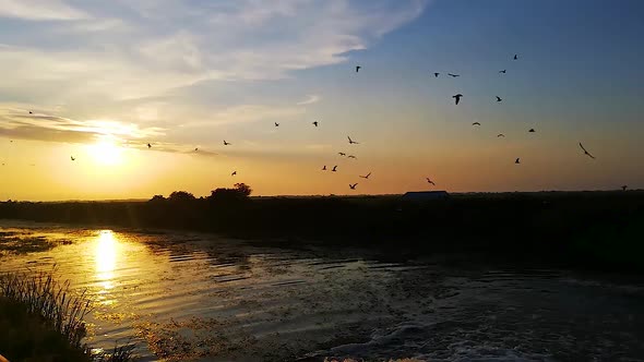 Birds and river at sunset