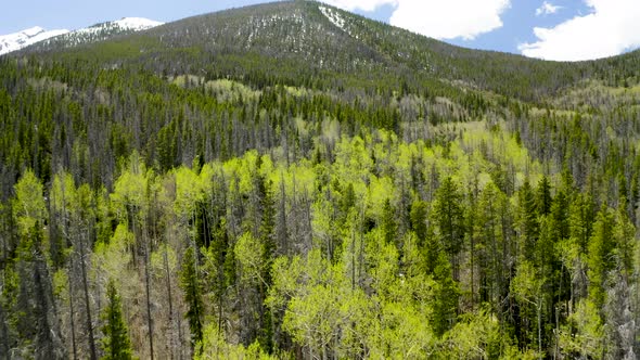 Closeup Aerial Flyover of Pine and Aspen Trees on a Mountain in Colorado (Frisco, Colorado) alt