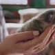 Side View Woman Holds a Newborn Blind Kitten - VideoHive Item for Sale
