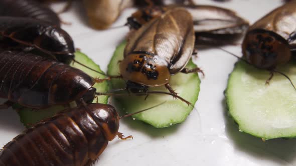 Lots of Cockroaches Eat Fresh Vegetables