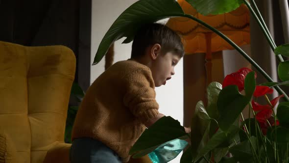 Little boy spraying plants at home