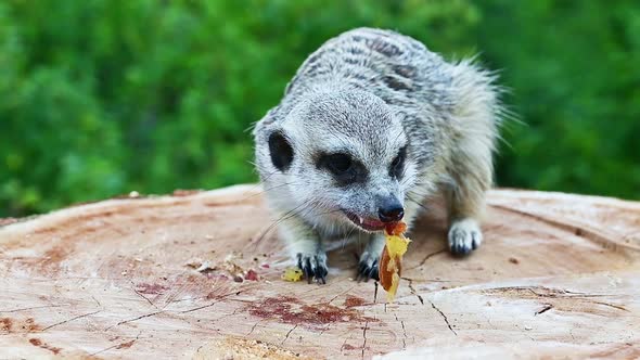 The meerkat eats the plum