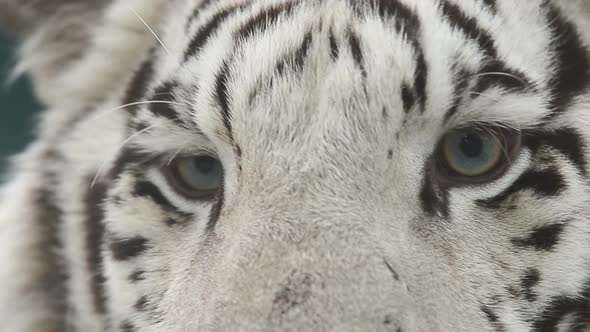 white bengal tiger head shot