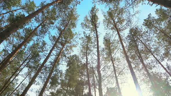 High Pines in Forest at Beautiful Day