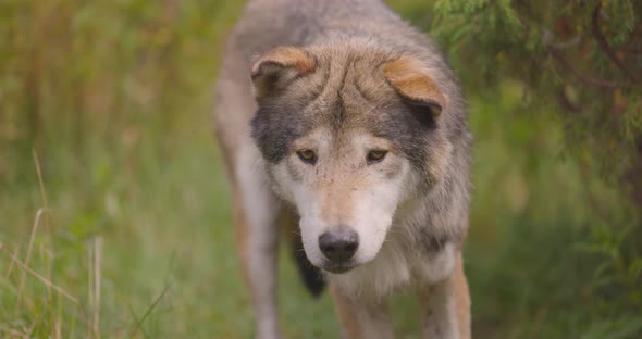 Scared Old Grey Wolf Looks and Smells After Rivals or Food in the Forest