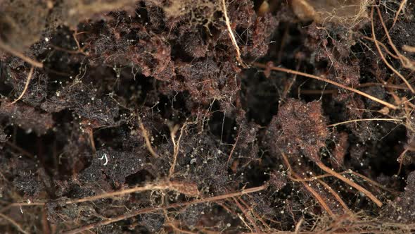 Parasitic Worms Nematoda Under the Microscope alt