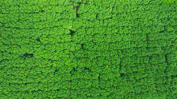 Aerial view from drone over rubber trees plantation. 4K alt