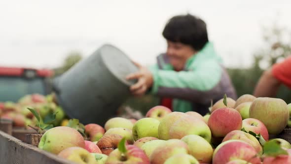 Harvesting Fruit. Close-up alt
