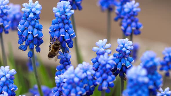Bee Flying Near Muscari Flower alt