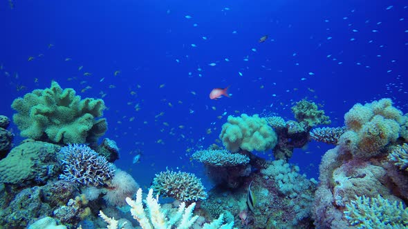 Marine Tropical Undersea alt