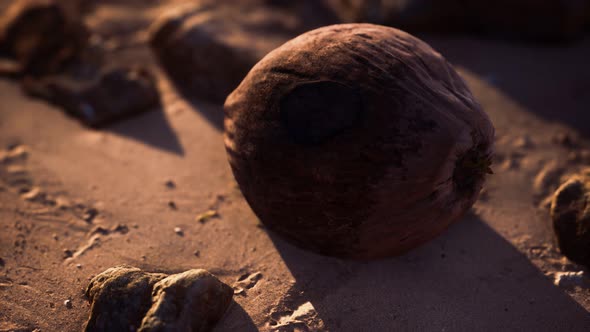 Brown Coconut on the Beach Sand alt