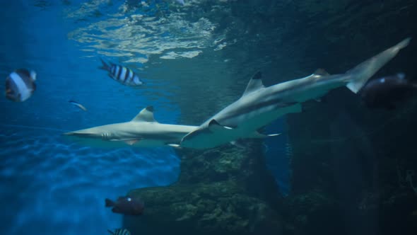 Reef Sharks Swimming Among a School of Fish alt