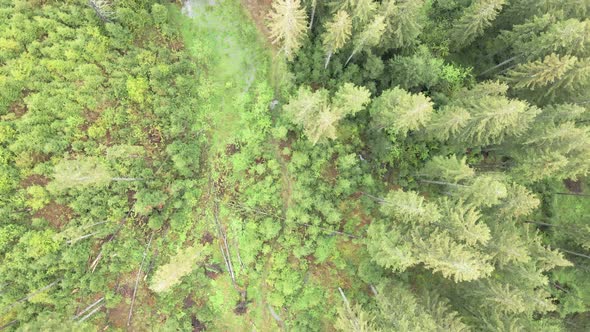 Spruce Forest. Slow Motion. Carpathian Mountains. Ukraine. Aerial. alt