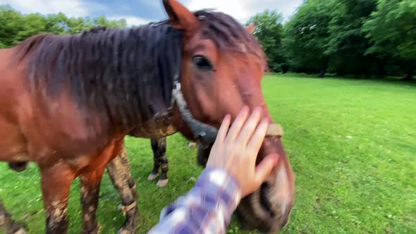 Male hand stroke face of brown chewing horse. Man touching horse head. Horse wagging its head