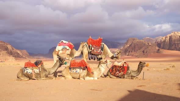 Camels are Resting in the Desert