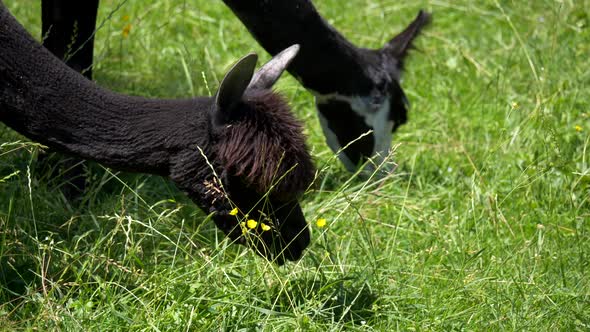 Close up showing black alpacas eating grass and grazing on green agricultural field in sun.Alpacas s alt