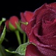 Red Roses with water drops. - VideoHive Item for Sale