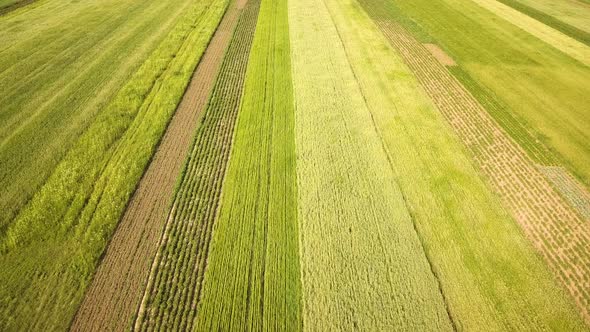Aerial View of Green Agriculture Fields in Spring with Fresh Vegetation After Seeding Season alt