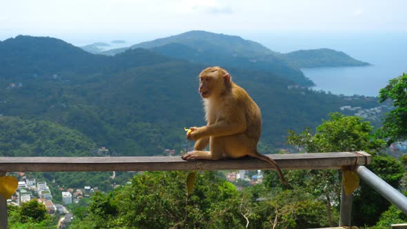 Macaque on Hill of Phuket